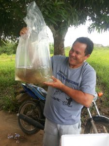 Imagem da notícia - Idam de Codajás recebe pós-larvas de alevinos que será entregue para piscicultores locais