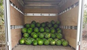 Imagem da notícia - Produtor rural tem colheita de mais de 19 toneladas de melancia