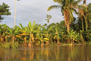Imagem da notícia - Unidades locais do Idam auxiliam produtores rurais afetados pela enchente