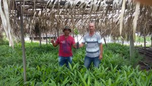 Imagem da notícia - Em Boa Vista do Ramos, produtor cultiva mandioca e açaí em área mecanizada