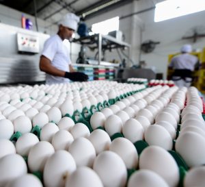 Imagem da notícia - Em três meses, Amazonas produziu 154 milhões de ovos