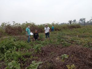 Imagem da notícia - Idam e Embrapa realizam colheita em Unidade de Observação de Cará