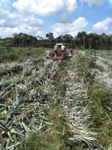 Imagem da notícia - Idam incentiva intercâmbio de práticas agrícolas entre produtores familiares de Parintins e Itacoatiara