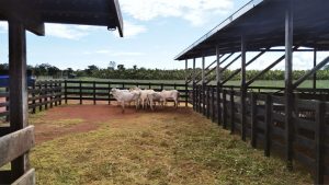 Imagem da notícia - Idam atua em trabalho de melhoramento genético de bovinos em Itacoatiara