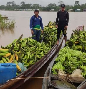 Imagem da notícia - Projeto elaborado pelo Idam resulta em aumento da produção de banana em Ipixuna