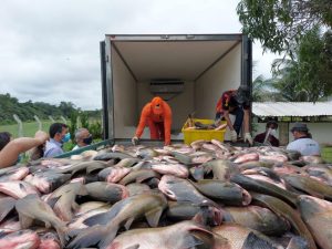 Imagem da notícia - Governo do Estado, por meio do Idam, acompanha despesca de 100 toneladas de peixes a serem distribuídas na Semana Santa