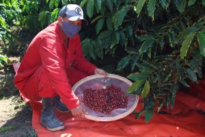 Imagem da notícia - Governo do Amazonas participa de experimentos com clones de café para fomentar a cultura no estado
