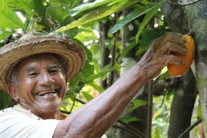 Imagem da notícia - Governo do Amazonas anuncia projeto de beneficiamento de amêndoa e polpa de cacau