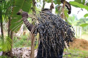 Imagem da notícia - Com apoio do Idam, agricultores de Coari comercializam produção de açaí para agroindústria flutuante