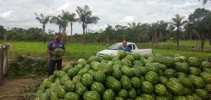 Imagem da notícia - Idam acompanha colheita de 63 toneladas de melancia dos agricultores de Borba