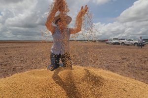 Imagem da notícia - Safra de 2020 registra aumento na produção de arroz e soja no Amazonas