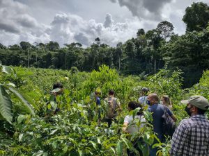 Imagem da notícia - Governo do Amazonas investe em parceria com agroindústria para viabilizar plantio sustentável de pau-rosa