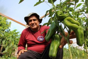 Imagem da notícia - No Dia do Agricultor, Governo do Amazonas destaca investimentos e avanços no setor rural