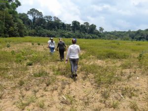 Imagem da notícia - Governo do Amazonas investe na produção de sementes de malva em parceria entre Idam e Ufam