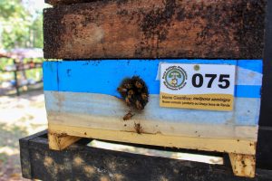 Imagem da notícia - Idam investe na criação de abelhas sem ferrão e capacita técnicos extensionistas