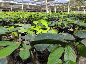 Imagem da notícia - Parceria entre Idam e empresa de bebidas fomenta cultivo de guaraná em Maués
