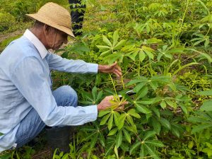 Imagem da notícia - Em Iranduba, Idam incentiva tecnologias e boas práticas agrícolas no cultivo de citros e macaxeira