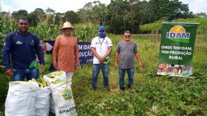 Imagem da notícia - Em Manaquiri, Idam investe na produção local de milho com a implantação de unidade demonstrativa