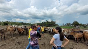 Imagem da notícia - Em Barreirinha, Idam reúne técnicos, pecuaristas e coordenadores do projeto Mais Pecuária Brasil 