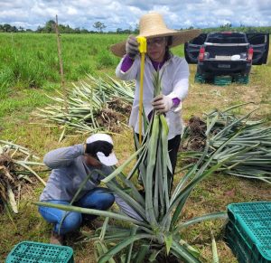Imagem da notícia - Em Novo Remanso, projeto de implantação de unidade de observação do abacaxi colhe frutos para análise de fertilizantes