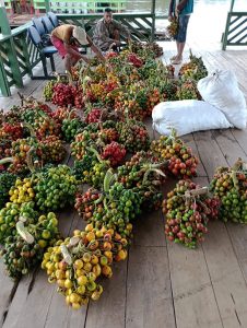 Imagem da notícia - Idam em Vila Rica de Caviana realiza primeiro escoamento de pupunha e açaí do ano