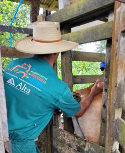 Imagem da notícia - Idam atua em primeira etapa de protocolo para inseminação artificial de bubalinos e bovinos em Barreirinha
