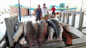 Imagem da notícia - Idam auxilia associação de manejadores a comercializar seu pescado por meio do PAA