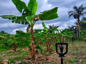 Imagem da notícia - Em Careiro, Idam implanta sistema de irrigação em Unidade Demonstrativa de banana