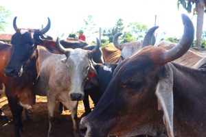 Imagem da notícia - Idam anuncia inscrições para projeto de inseminação de bovinos em Itacoatiara
