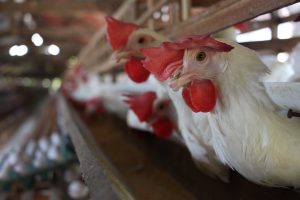 Imagem da notícia - Agricultores familiares e pequenos avicultores recebem capacitação em Presidente Figueiredo