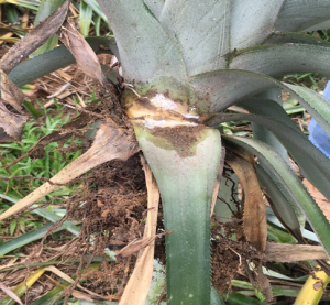 Imagem da notícia - Idam orienta o monitoramento constante no combate à ‘cochonilha do abacaxi’