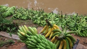Imagem da notícia - Idam orienta agricultores familiares sobre a Sigatoka Negra nas lavouras de banana no Amazonas