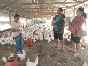 Imagem da notícia - Em Tabatinga, Idam visita plantel de beneficiária do Projeto Prioritário da Avicultura