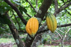 Imagem da notícia - Para elevar produção de cacau no Amazonas, Idam vai distribuir 400 mil sementes da fruta