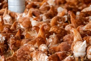 Imagem da notícia - Dia da Avicultura: Idam presta assistência a mais de 25 mil produtores em todo o estado