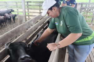 Imagem da notícia - Idam une forças com Adaf para receber notificações de vacina contra febre aftosa