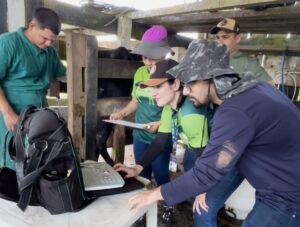 Imagem da notícia - Mais Pecuária Brasil: Programa atinge taxa de 45% de prenhez de bovinos de Manacapuru