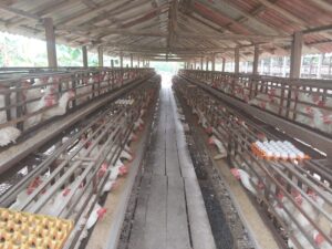 Imagem da notícia - Idam recomenda medidas sanitárias de prevenção contra doença Newcastle na avicultura