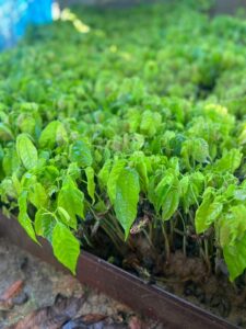 Imagem da notícia - No sul de Canutama, Idam distribui 30 mil mudas de cacau para 60 agricultores familiares