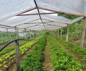 Imagem da notícia - Governo Presente: Idam leva curso ‘Hortas em Pequenos Espaços’ à ação de sábado, na Compensa