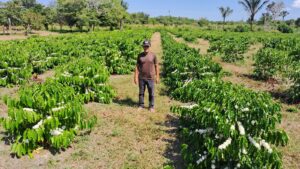 Imagem da notícia - Idam está com as inscrições abertas para o “Dia do Campo do Café”