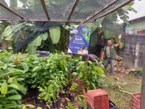 Imagem da notícia - Idam distribui mudas de castanha-do-Brasil e cacau a agricultores do interior do Amazonas