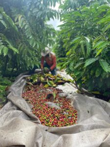 Imagem da notícia - Idam leva capacitação sobre cultivo do café clonal a comunitários de Humaitá