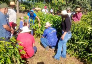 Imagem da notícia - Em Humaitá, Idam qualifica 34 agricultores familiares sobre cultivo de café clonal