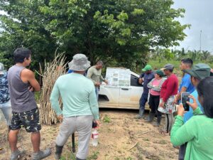 Imagem da notícia - Idam inicia implantação de três Unidades Demonstrativas (UD) de mandioca no interior do Amazonas