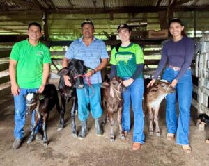 Imagem da notícia - Em Manacapuru, Idam identifica e pesa bezerros do ‘Programa Mais Pecuária Brasil’