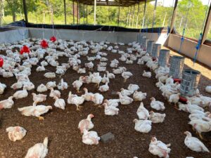 Imagem da notícia - Idam recomenda medidas sanitárias para prevenir a entrada da gripe aviária no Amazonas