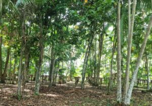 Imagem da notícia - Em Boa Vista do Ramos, ação conjunta monitora lavouras de cacau e cupuaçu contra monilíase