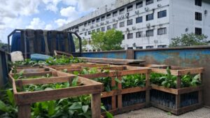 Imagem da notícia - Idam está com inscrições abertas para doações de mudas de castanha-da-Amazônia até 20 de março