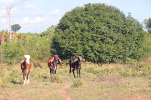 Imagem da notícia - Em Itapiranga, Idam abre inscrições para o curso ‘Boas Práticas no Manejo de Cria na Pecuária’